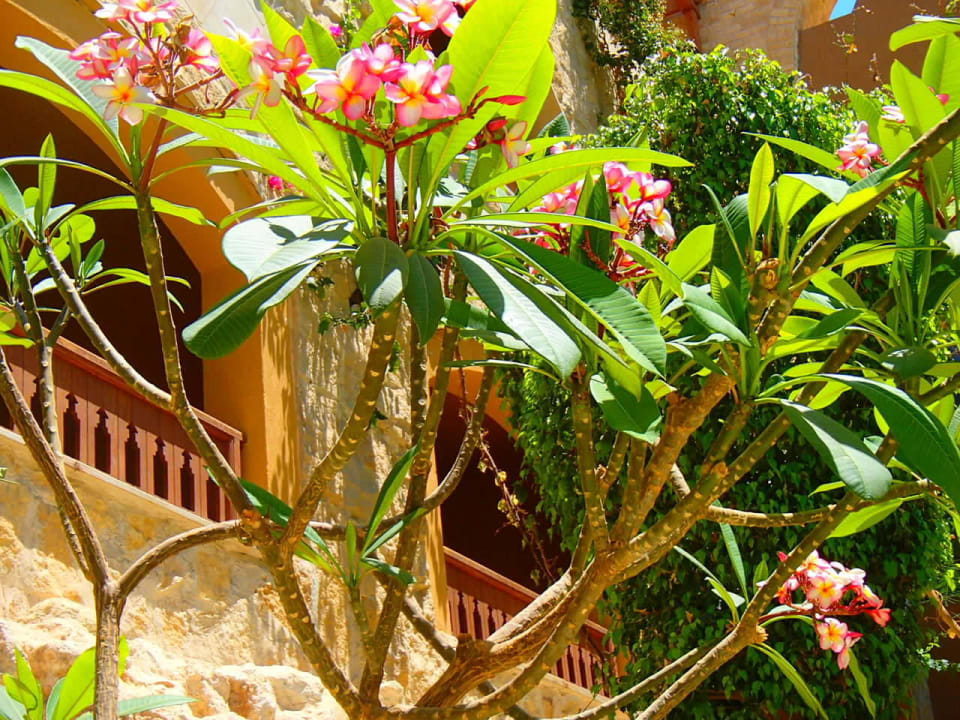 В отеле много зелени Grand Waterworld Makadi & Family Star Makadi