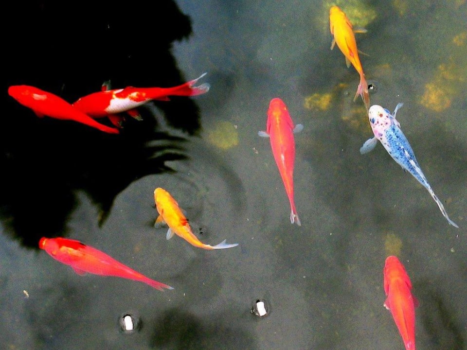 Reges Leben im Gartenteich Landpension Köberl