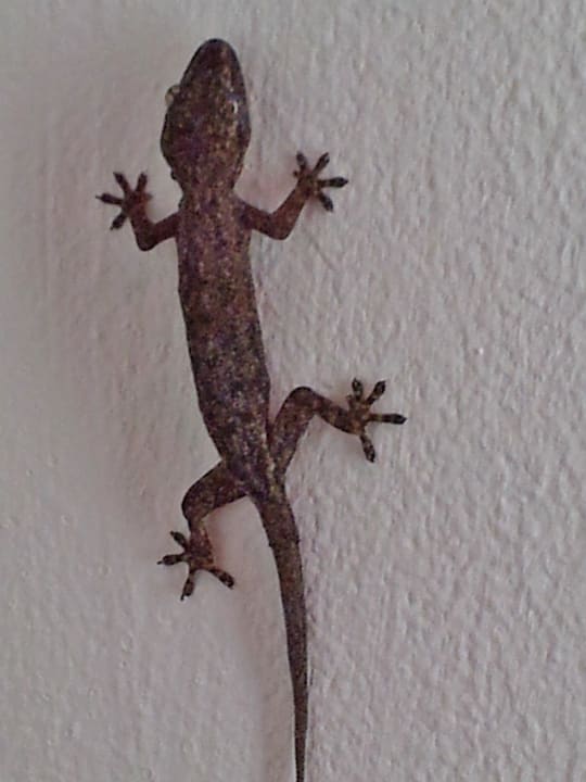 Gecko schwarz Meeru Maldives Resort Island