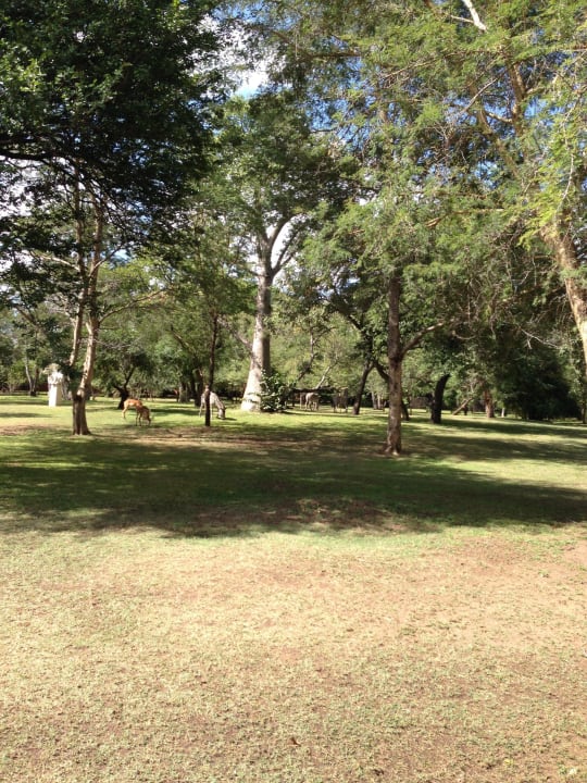 Tiere im Garten AVANI Victoria Falls Resort