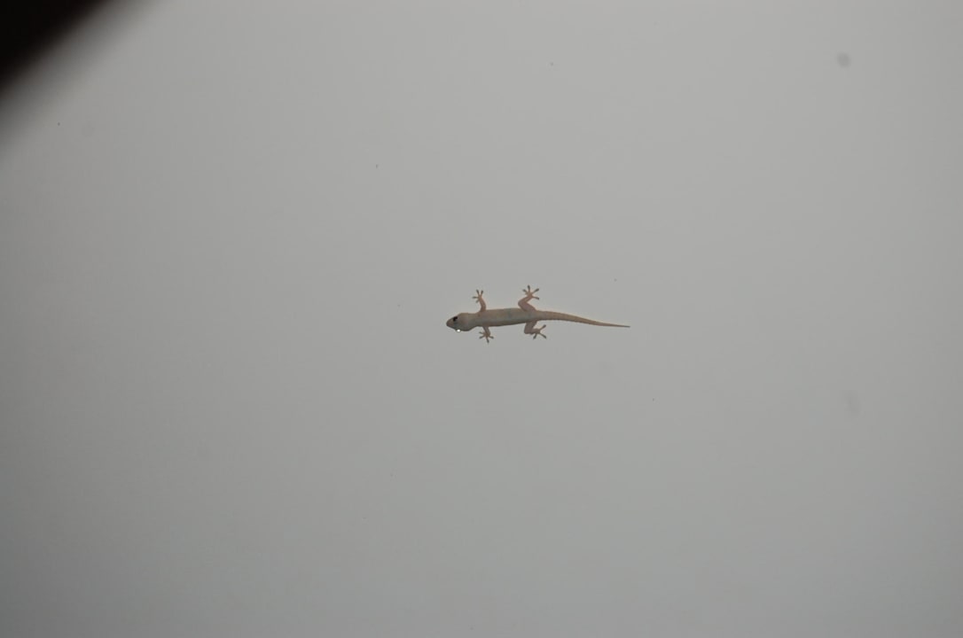 Gecko Constance Ephelia