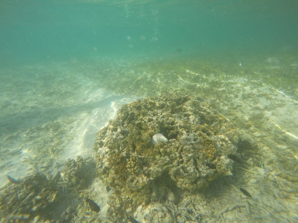 "Lieblingskoralle" mit Muräne Adaaran Select Hudhuran Fushi - Premium All Inclusive