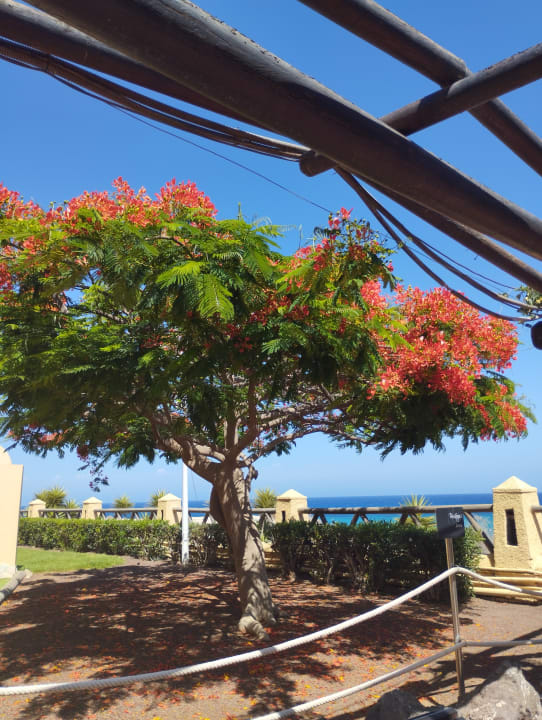 Gartenanlage H10 Playa Esmeralda - Adults only