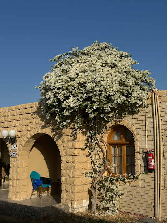 Gartenanlage Aladdin Beach Resort