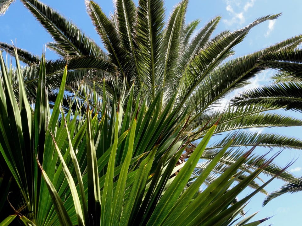 Eindrücke von der Hotelgartenanlage Alua Suites Fuerteventura