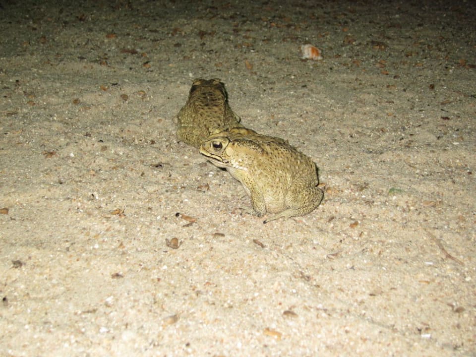 Frosch am Strand Anantara Hua Hin Resort