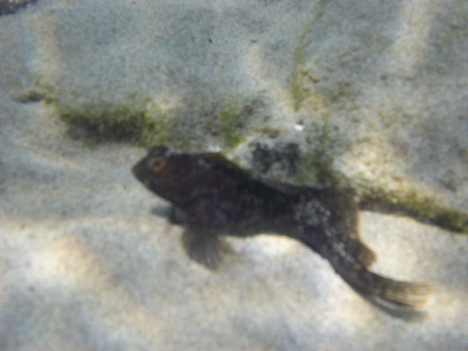 Lustiger Fisch im Meer SBH Costa Calma Beach Resort