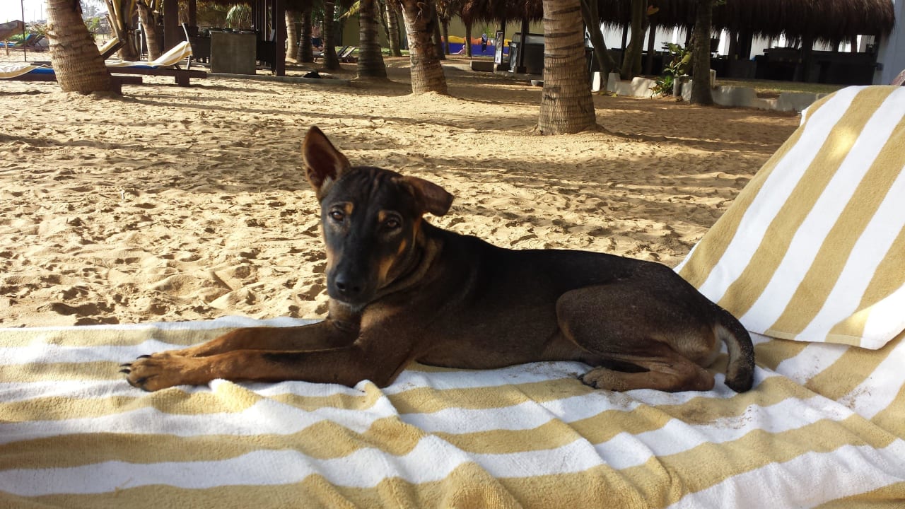 Tofik  Hotel Jetwing Sea