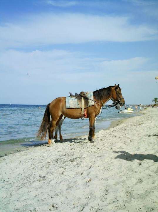 Pferde am Strand Eden Club