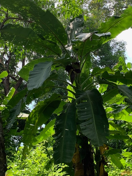 Gartenanlage Wyndham Sea Pearl Resort, Phuket