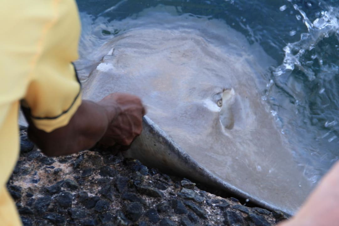 Rochenfütterung Summer Island Maldives