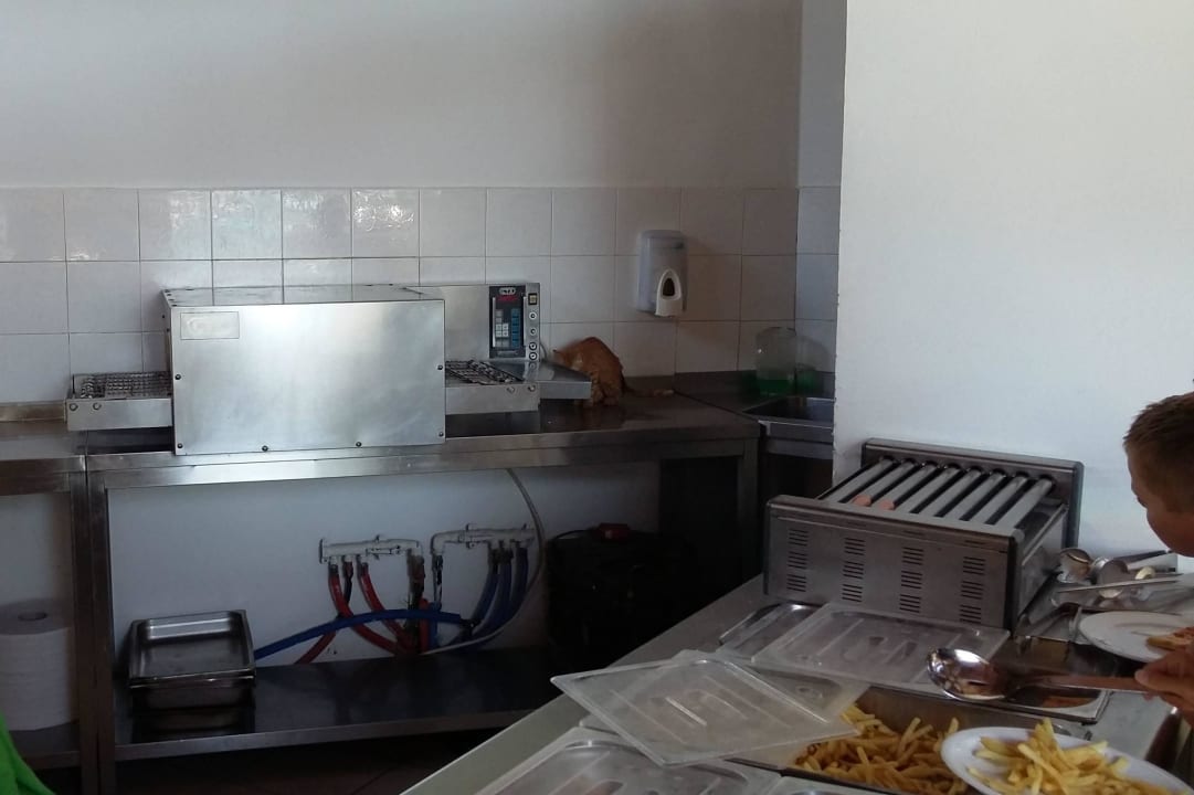 Katze in der Küche während Essen (Buffet) angeboten wird TUI KIDS CLUB Alex Beach