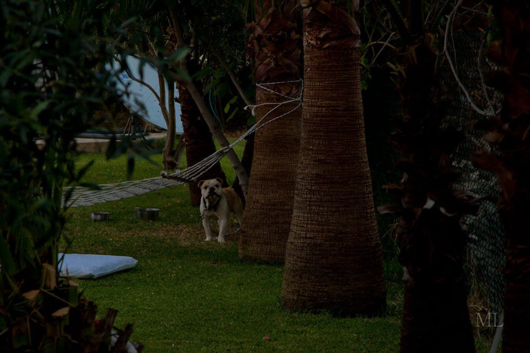 Wachhund Hotel Orfeus Park