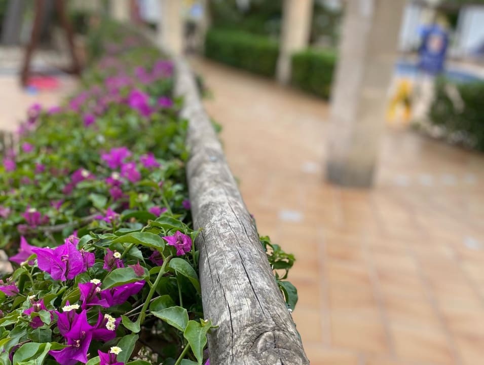 Ausblick Zafiro Mallorca