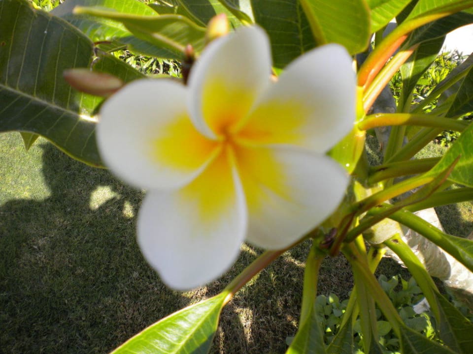 Kwiat Sentido Caribbean World Soma Bay