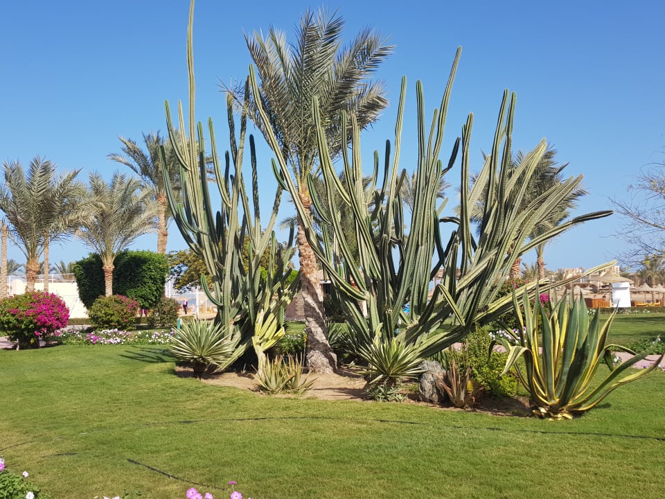 Außenansicht Desert Rose