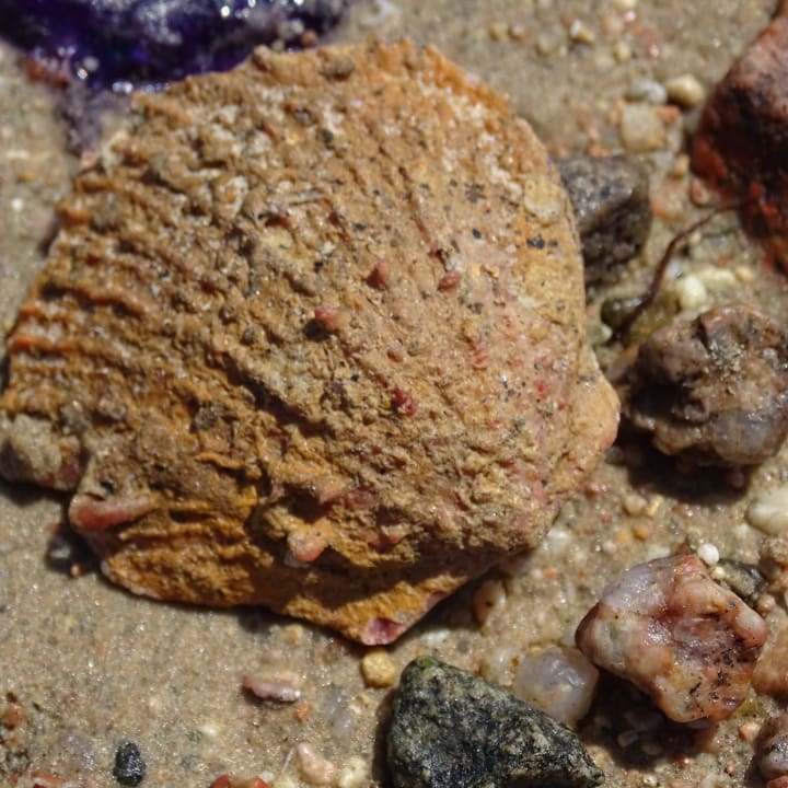 Strand Cleopatra Luxury Resort Makadi Bay