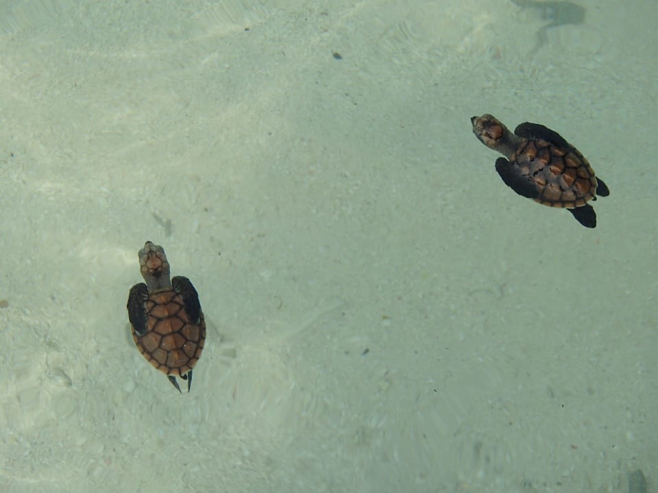 Baby Schildkröten 3 Wochen alt Adaaran Club Rannalhi - All Inclusive