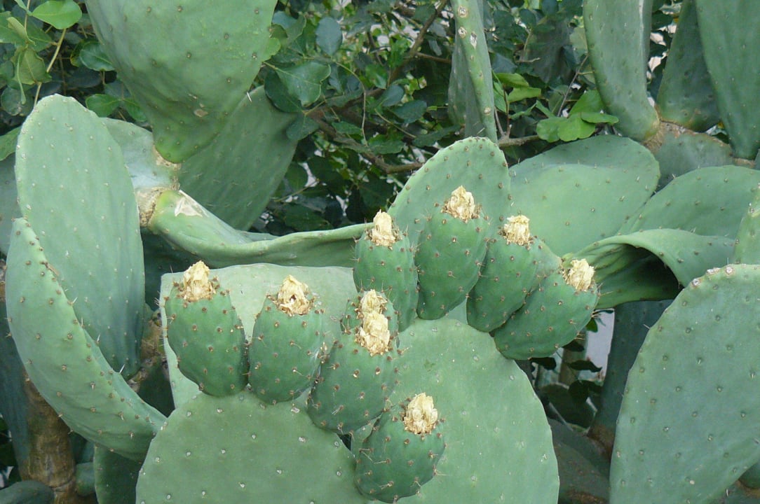 Kakturfeigen Capo dei Greci Taormina Coast Resort Hotel & Spa