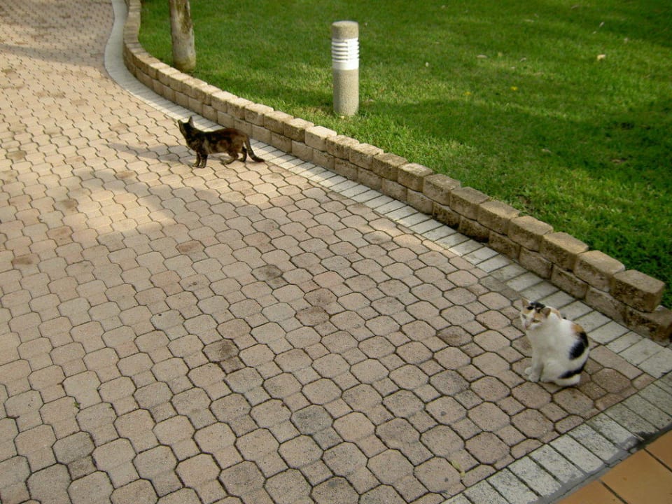 abgemagerte Katzen Hotel Riu Plaza Miami Beach