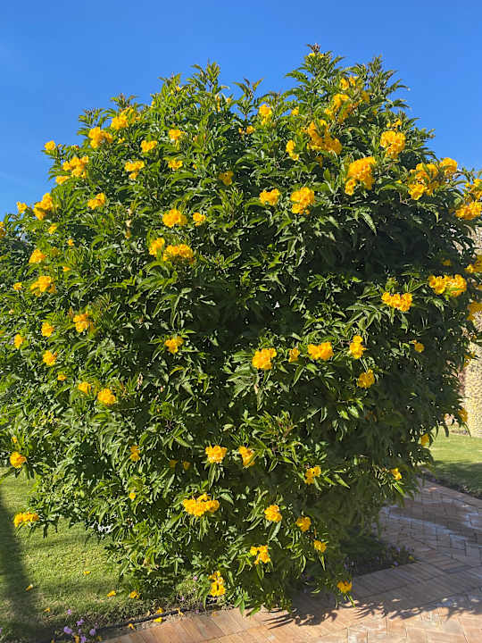 Sonstiges Fort Arabesque Resort, Spa & Villas