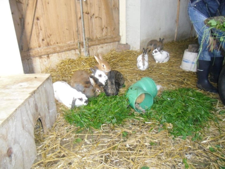 Kleintiere Rügen-Ferienhof