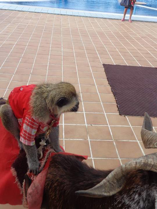 Nachmittagsanimation Blau varadero - Adults only