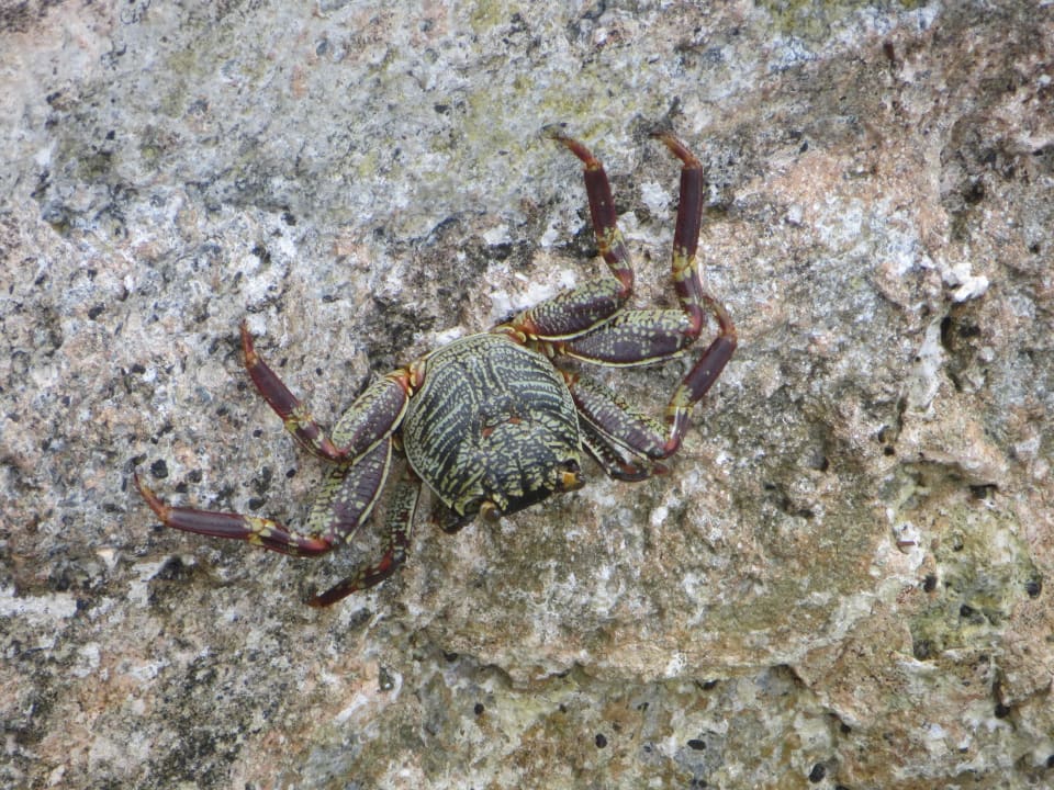 Ur-Einwohner auf der Insel Adaaran Select Hudhuran Fushi - Premium All Inclusive