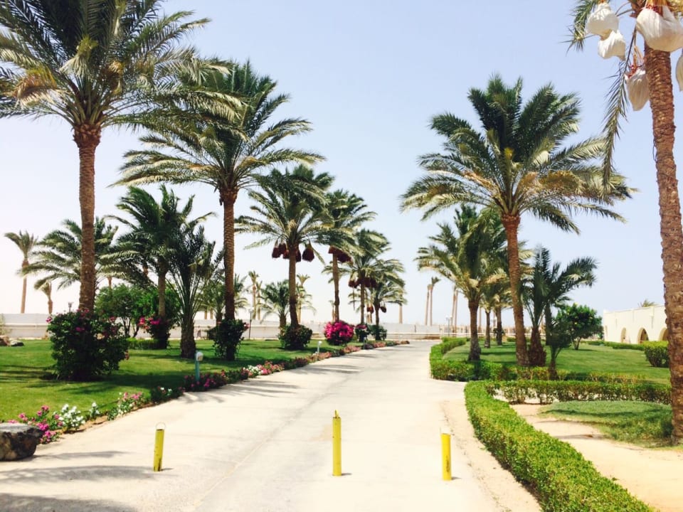 Sonstiges Desert Rose