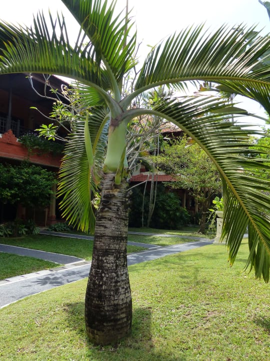 Anlage Sadara Resort