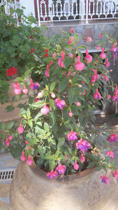 Gartenanlage Porto Koukla Beach