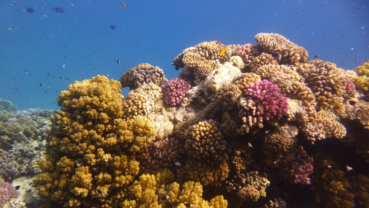 Sport & Freizeit Shams Alam Beach Resort