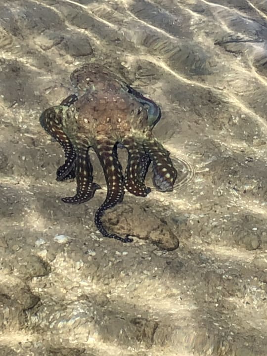 Strand ROBINSON SOMA BAY