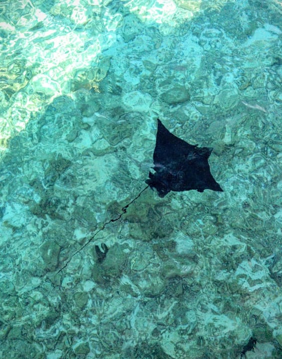 Direkt vor der Terrasse der Wasservilla Summer Island Maldives