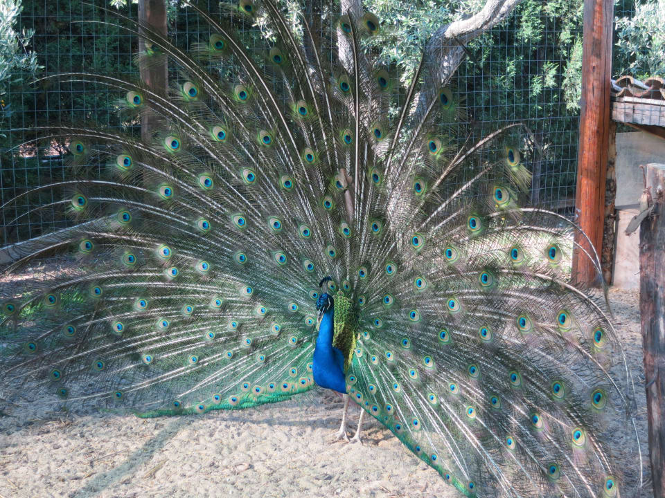 Mein Freund der Pfau Hotel Residence Santa Chiara