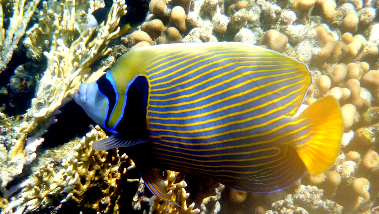 Sport & Freizeit Three Corners Equinox Beach Resort