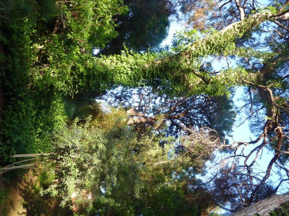 Pinien Urwald  Blue Waters Club
