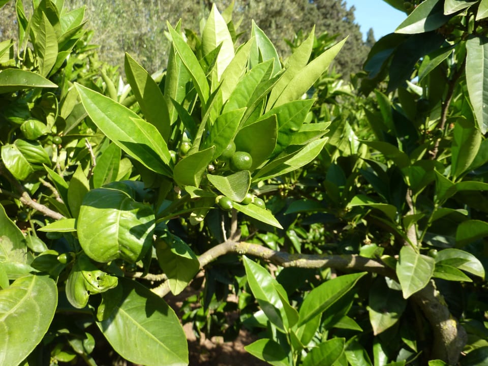 Orangenbaum The Orangers Beach Resort and Bungalows