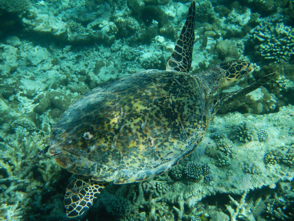 Schnorcheltripp mit Gesellschaft Diamonds Thudufushi