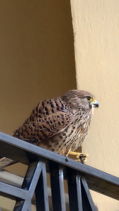 Ausblick Cleopatra Luxury Resort Makadi Bay