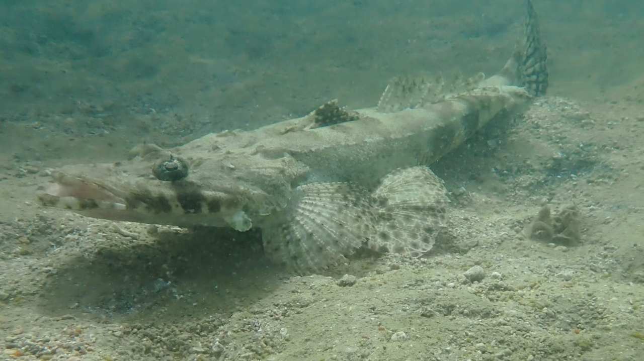 Strand Steigenberger Coraya Beach - Adults only