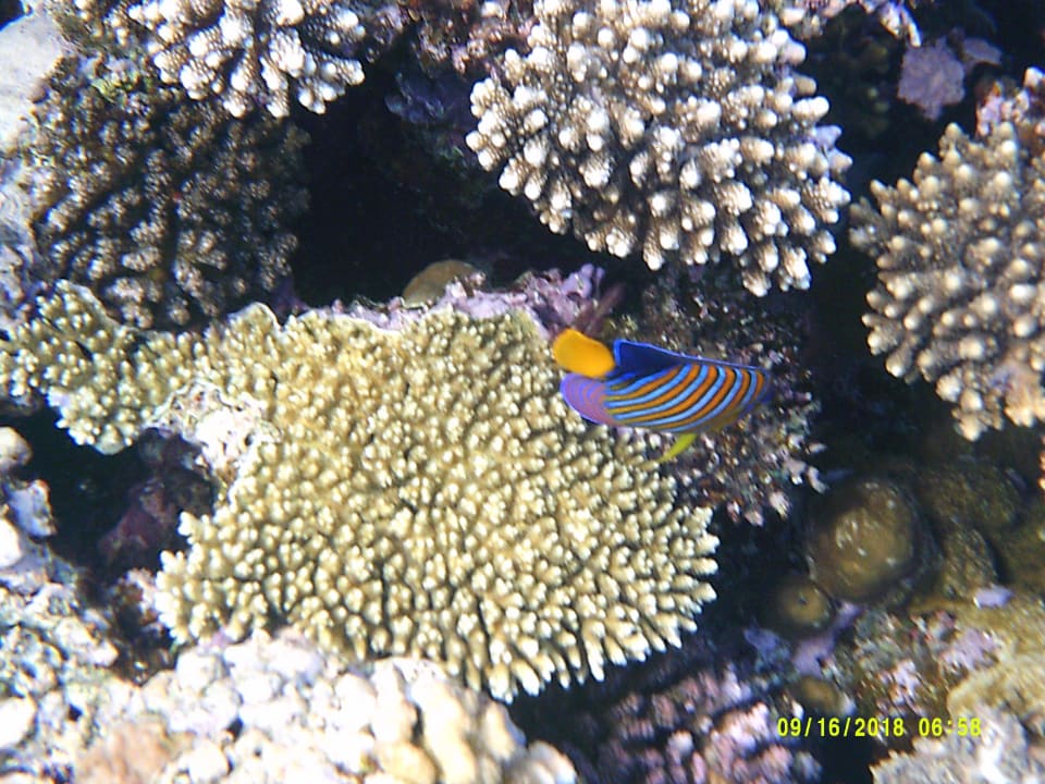 Strand Pickalbatros Citadel Resort