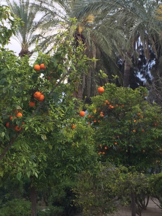 Gartenanlage Marhaba Royal Salem