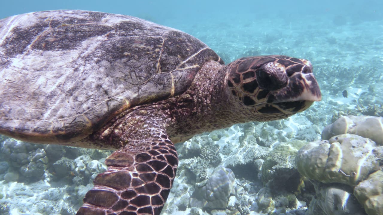 Sonstiges Eri Maldives