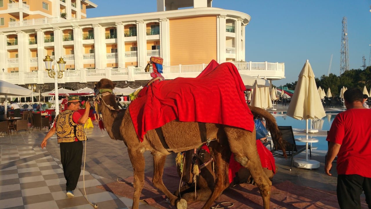 Türkischer Abend Litore Resort & Spa