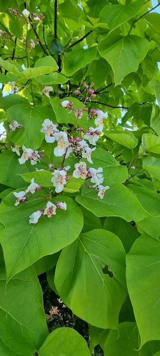 Gartenanlage Pałac i Folwark Galiny