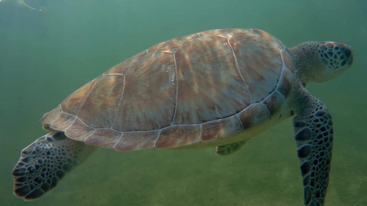 Sport & Freizeit Akumal Bay Beach & Wellness Resort