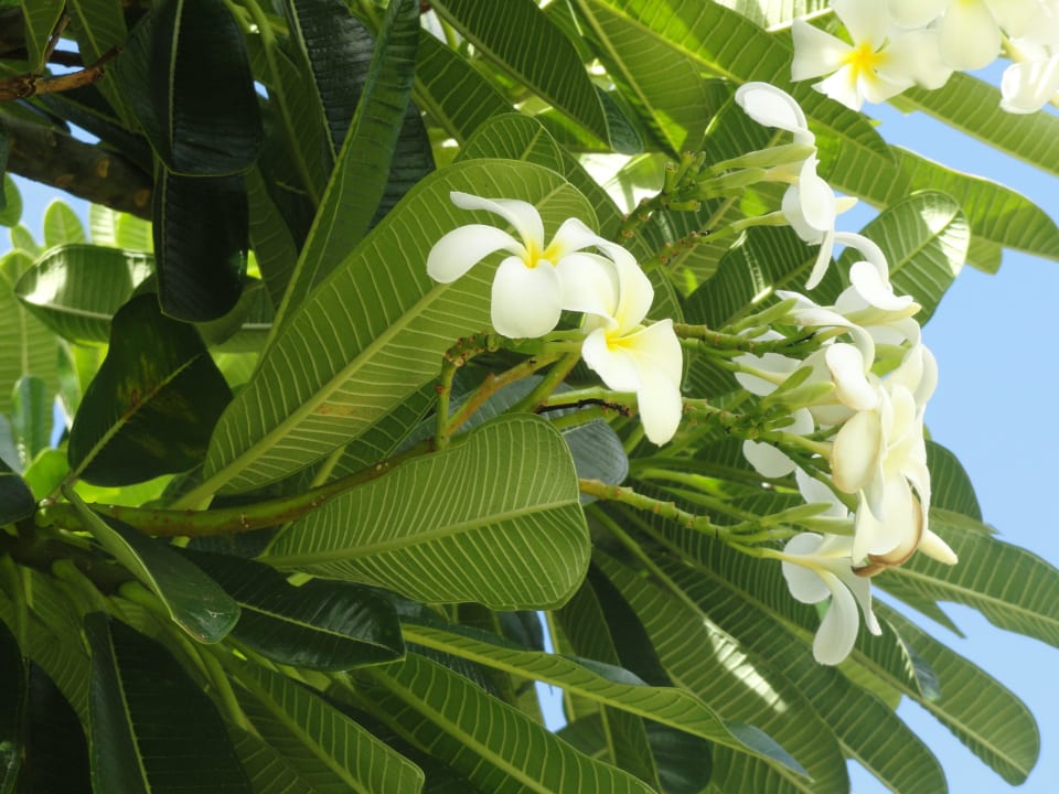 Hawaii-Palme Kaanapali Beach Hotel