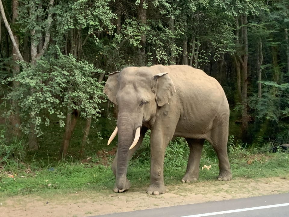 Ausblick Habarana Village by Cinnamon