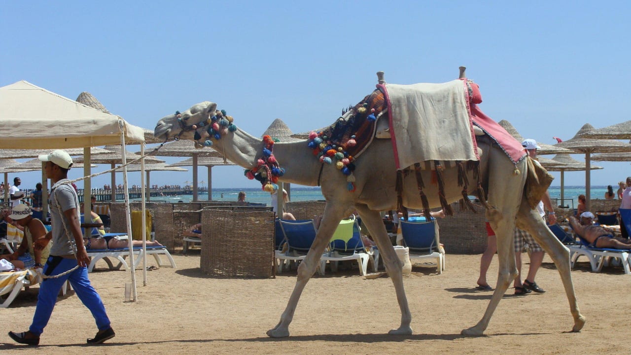 Wielbład na plaży Stella Beach Resort & Spa Makadi Bay